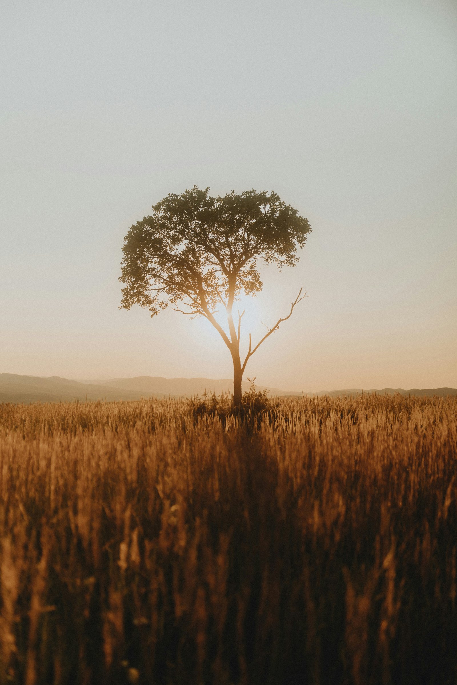 A lone tree in a golden field at dusk